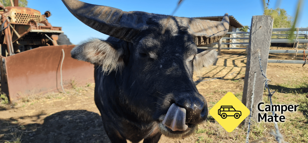 Lawgi Heritage Park & Farm Stay - Image 3