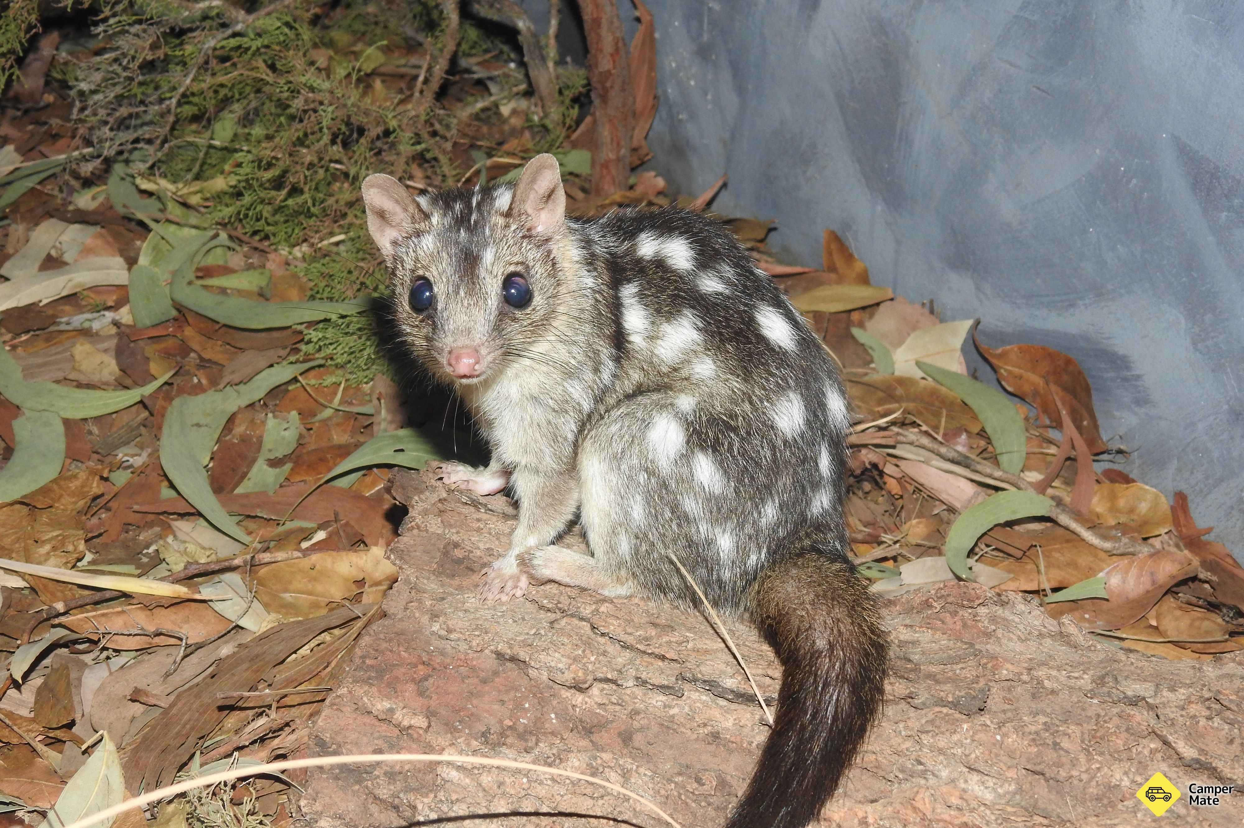 Territory Wildlife Park, Darwin, Northern Territory, Australia ...