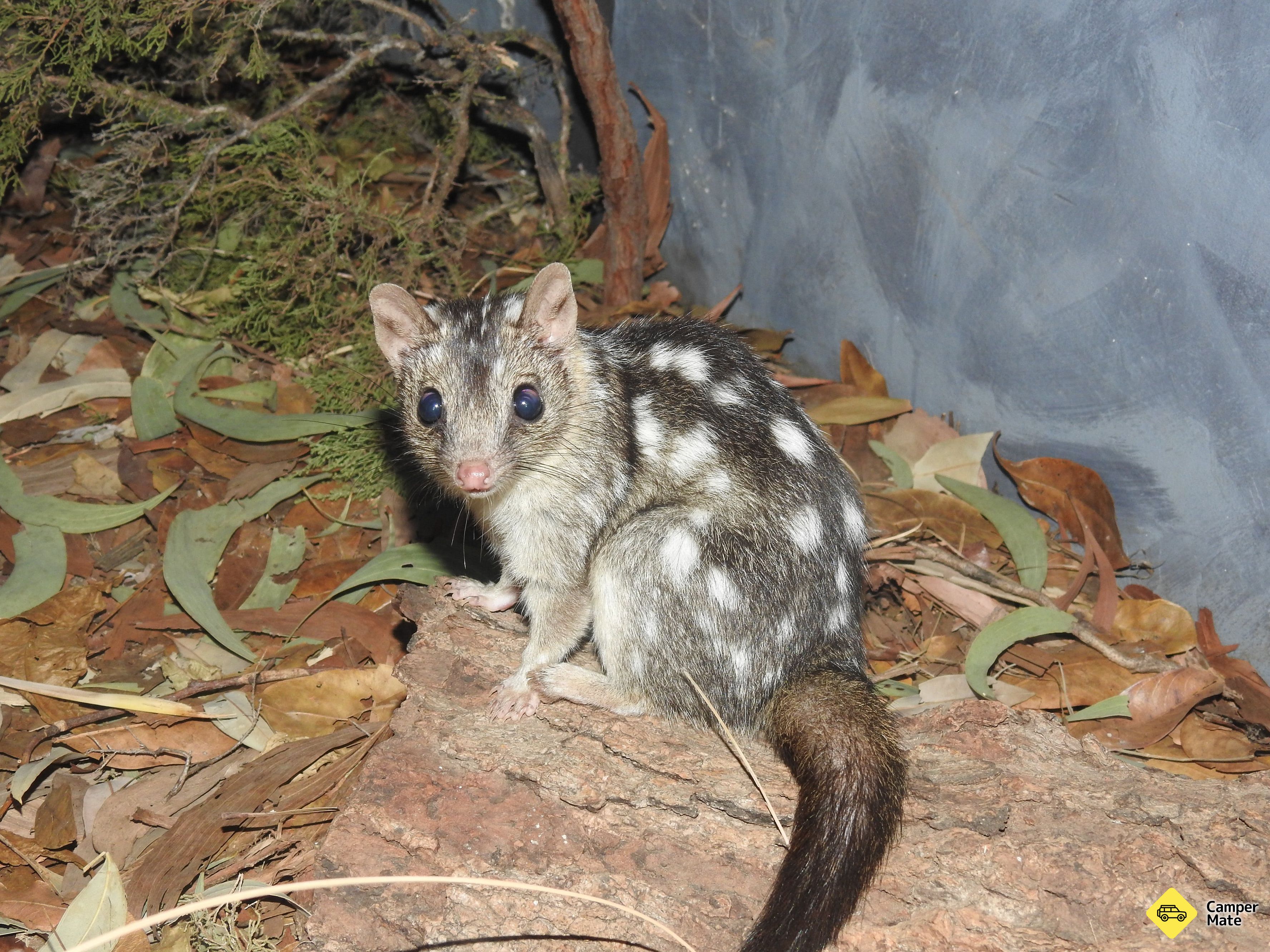 Territory Wildlife Park, Darwin, Northern Territory, Australia ...