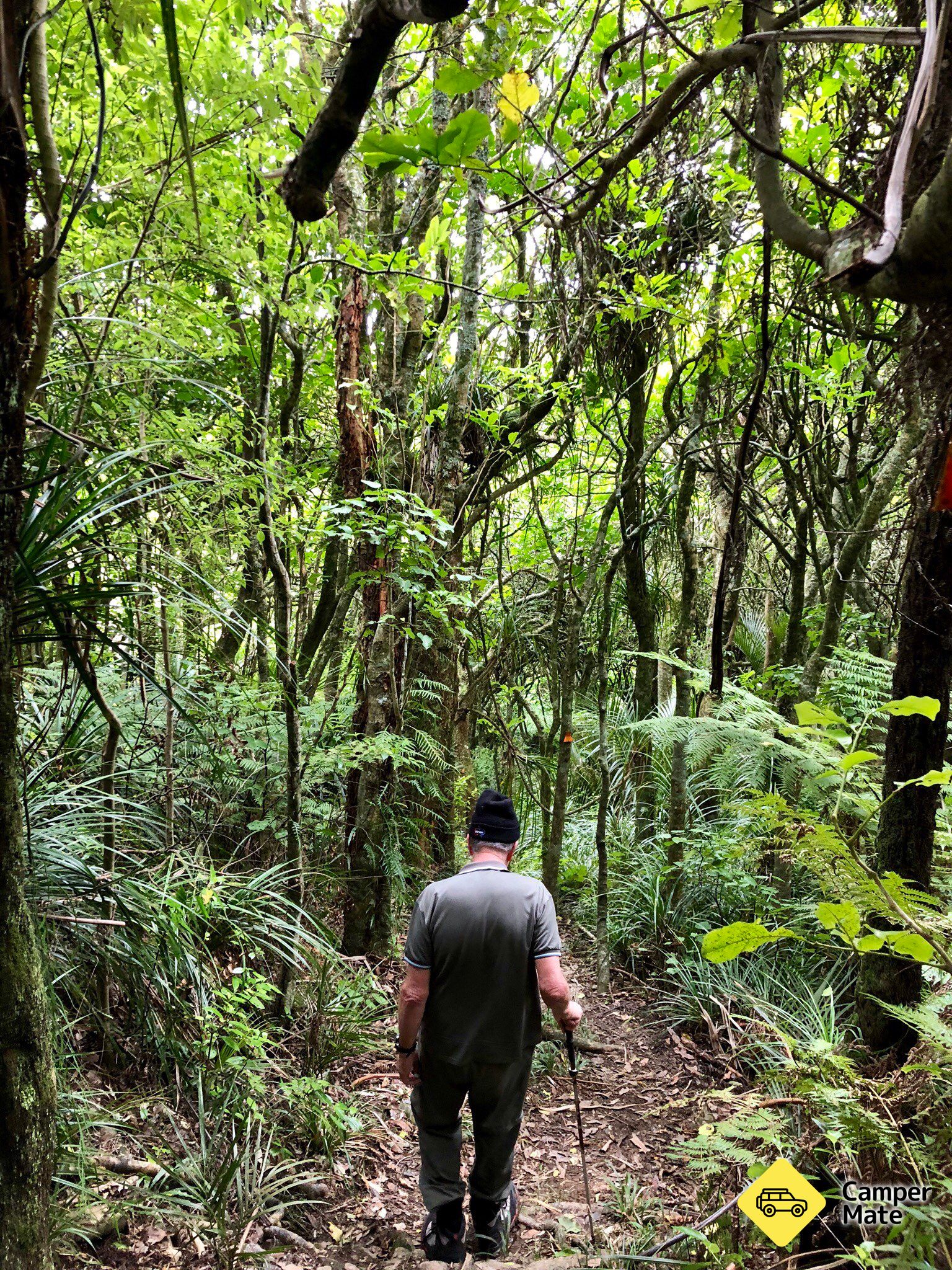 Kauri Loop Track - Image 2