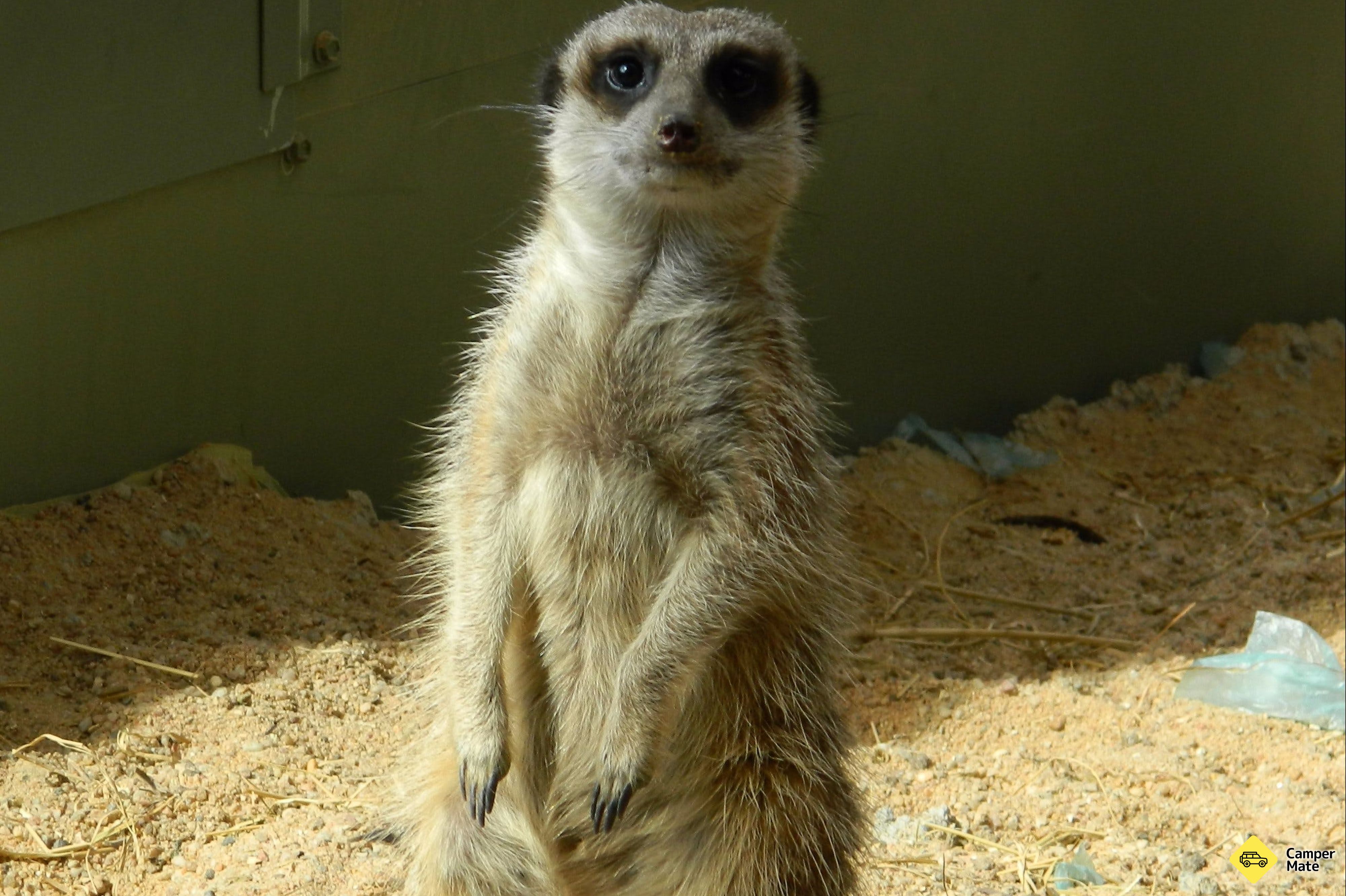 Karta över Darling Downs Zoo - Image 2