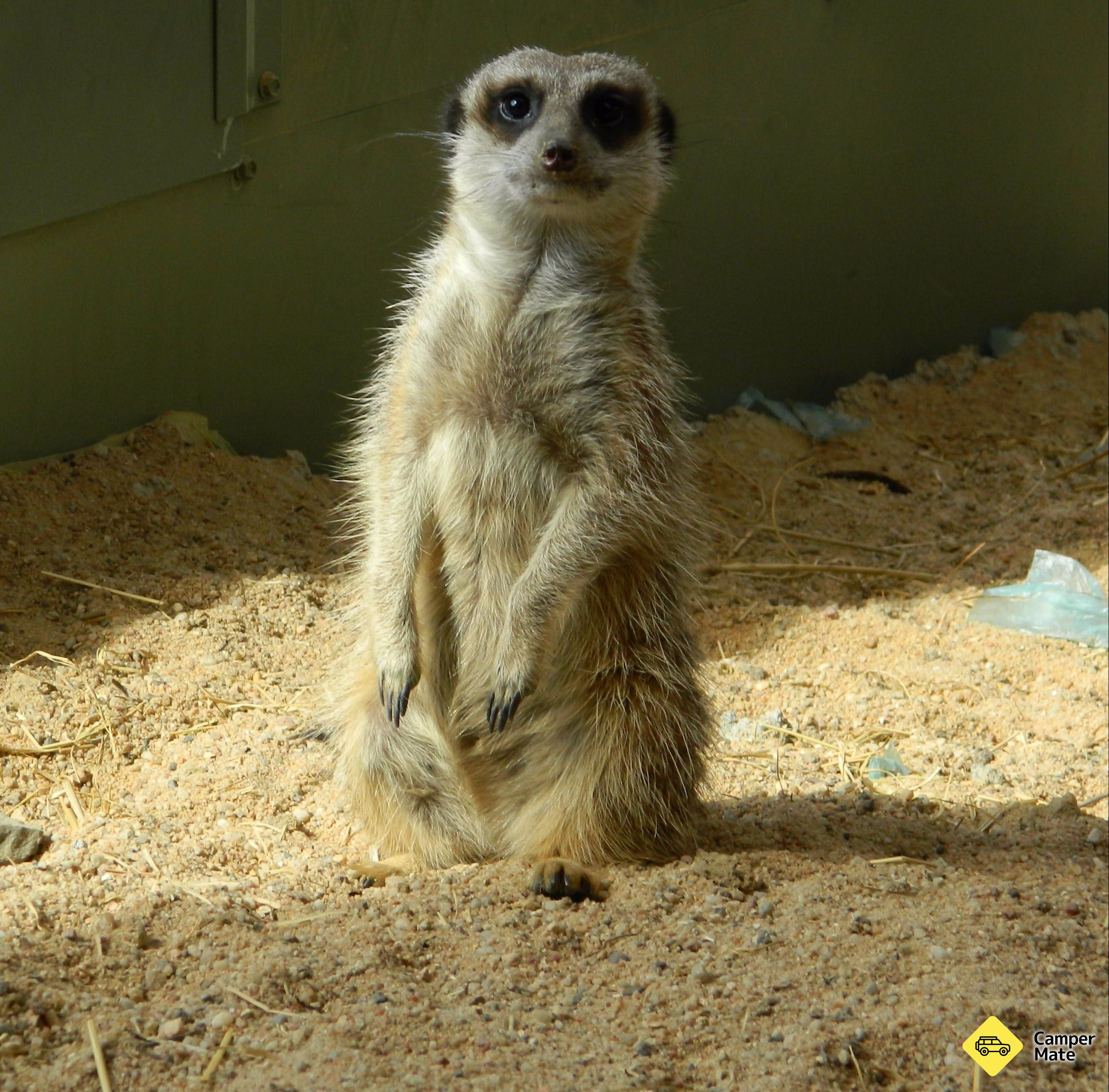 Karta över Darling Downs Zoo - Image 2