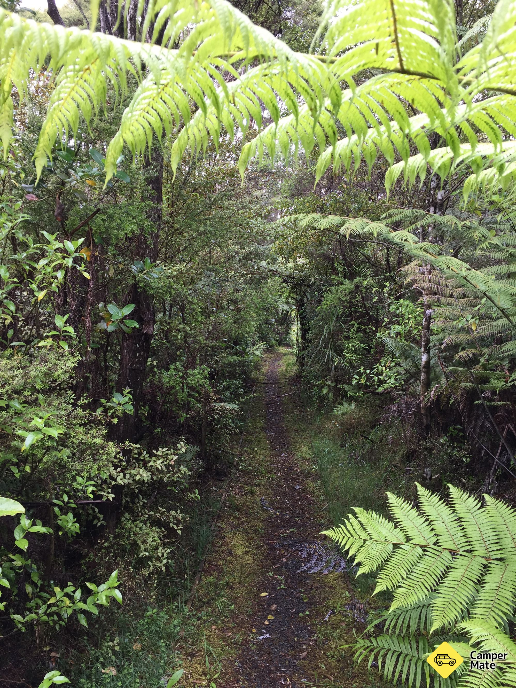 Moirs Hill Walkway - Image 2