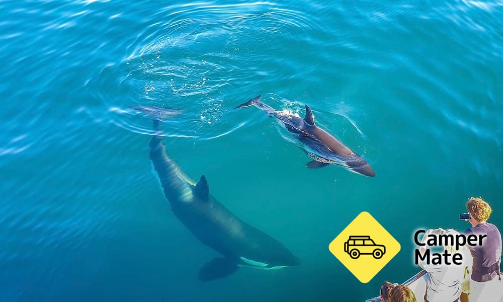 Whale and Dolphin Safari in Auckland - Image 3
