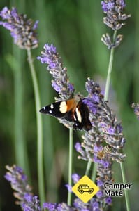 Kaikoura Lavender Farm