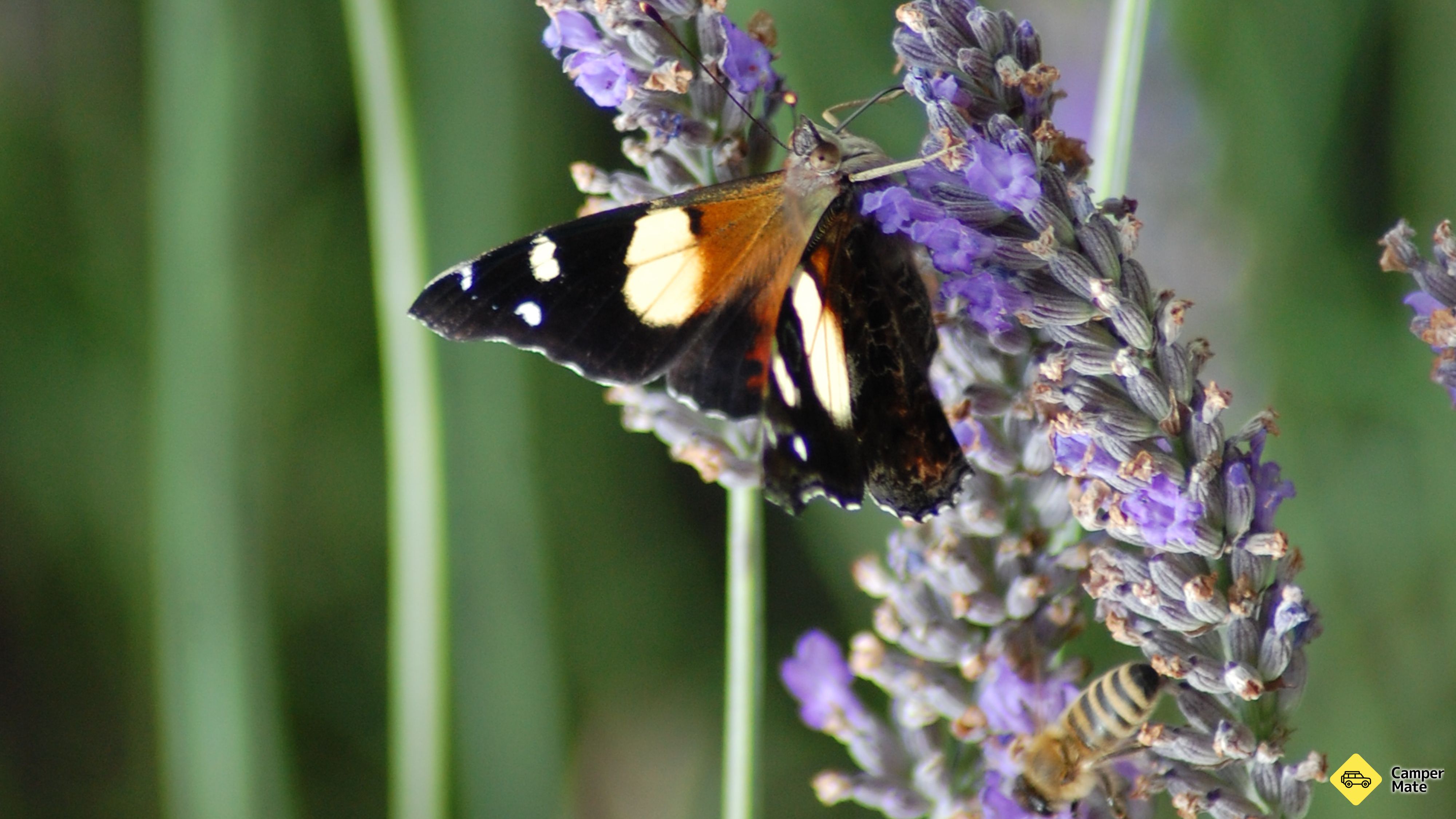 Kaikoura Lavender Farm