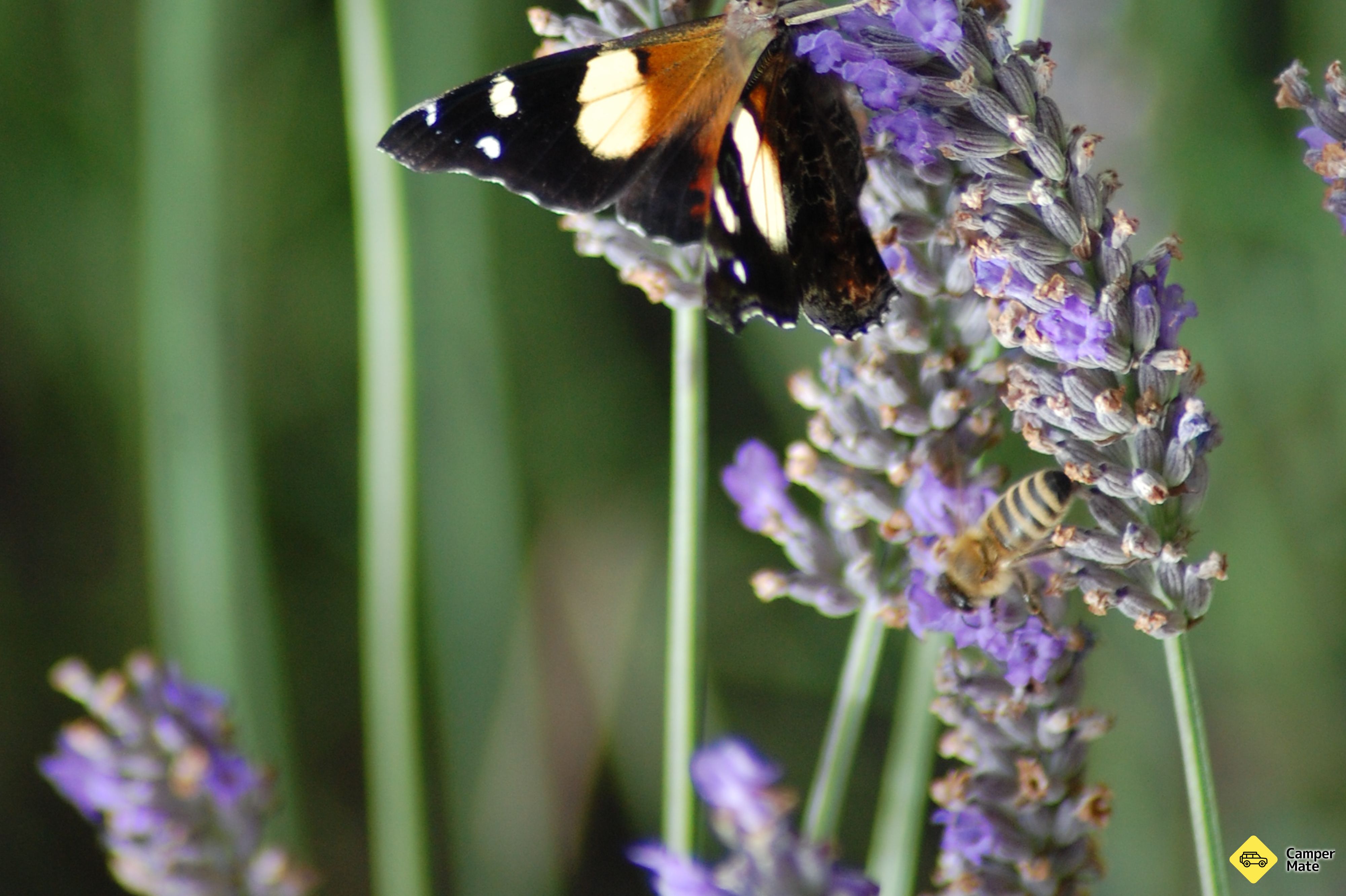 Kaikoura Lavender Farm