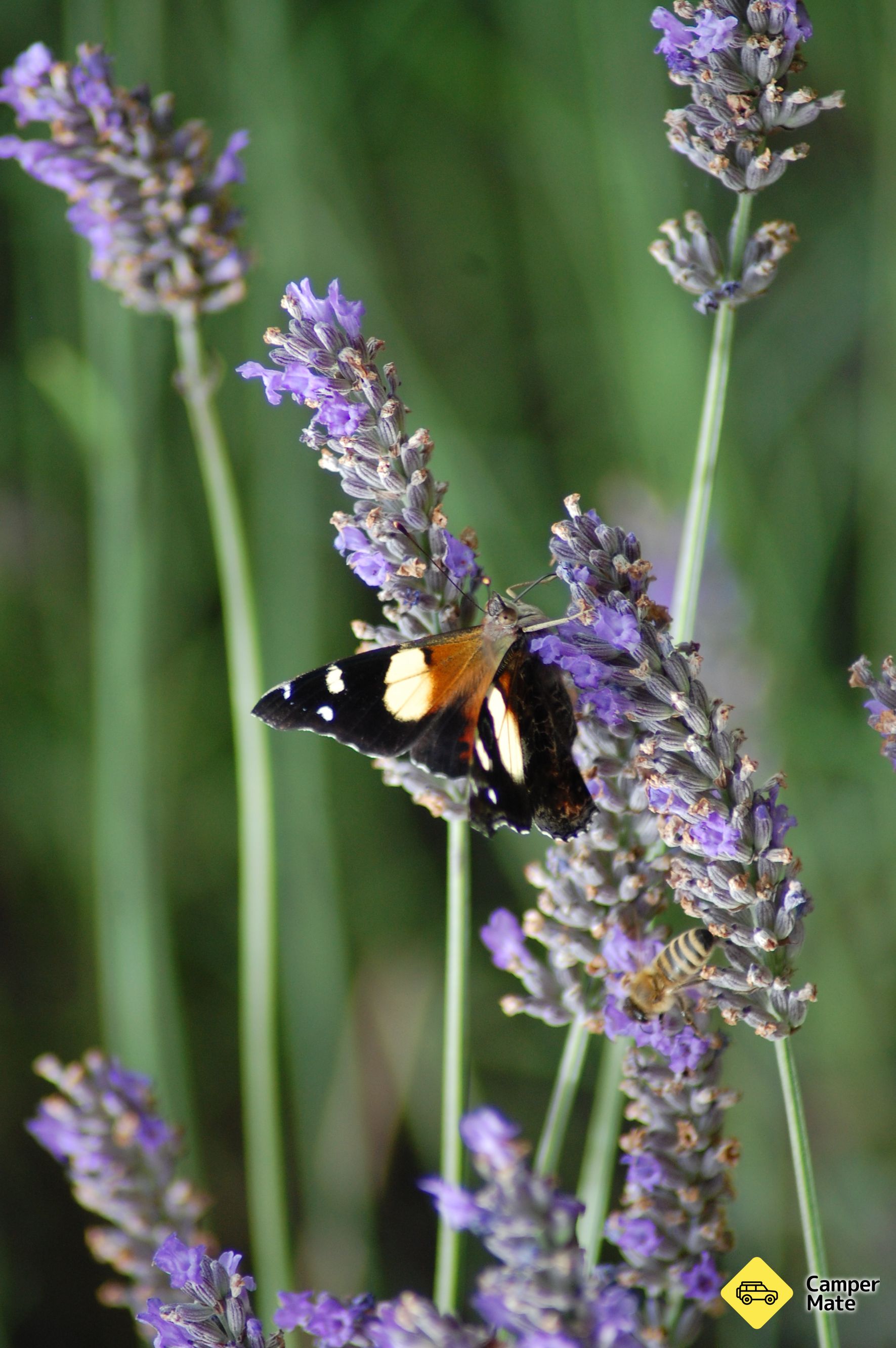 Kaikoura Lavender Farm