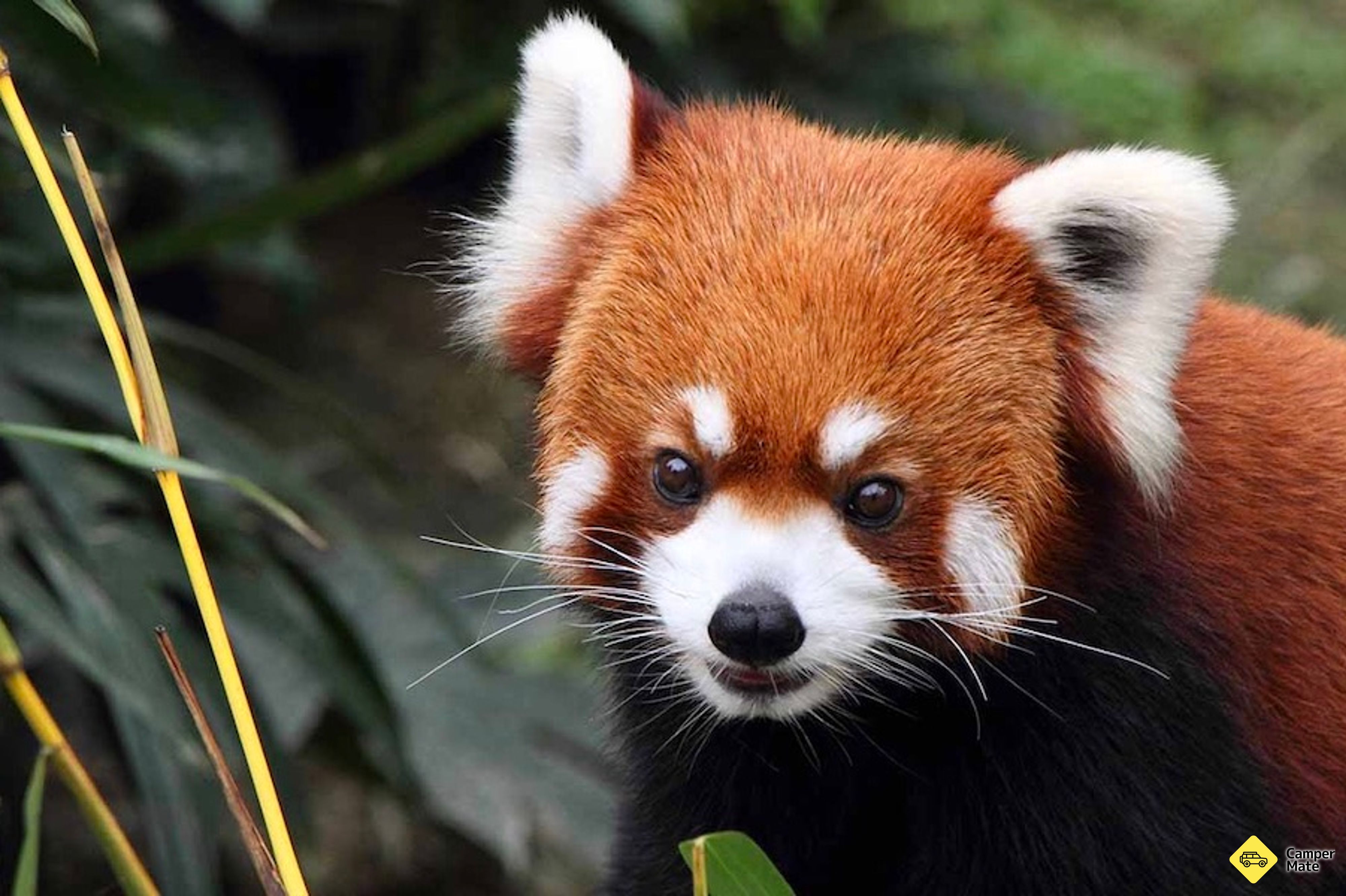 Restaurantes em Currumbin Wildlife Sanctuary - Image 3