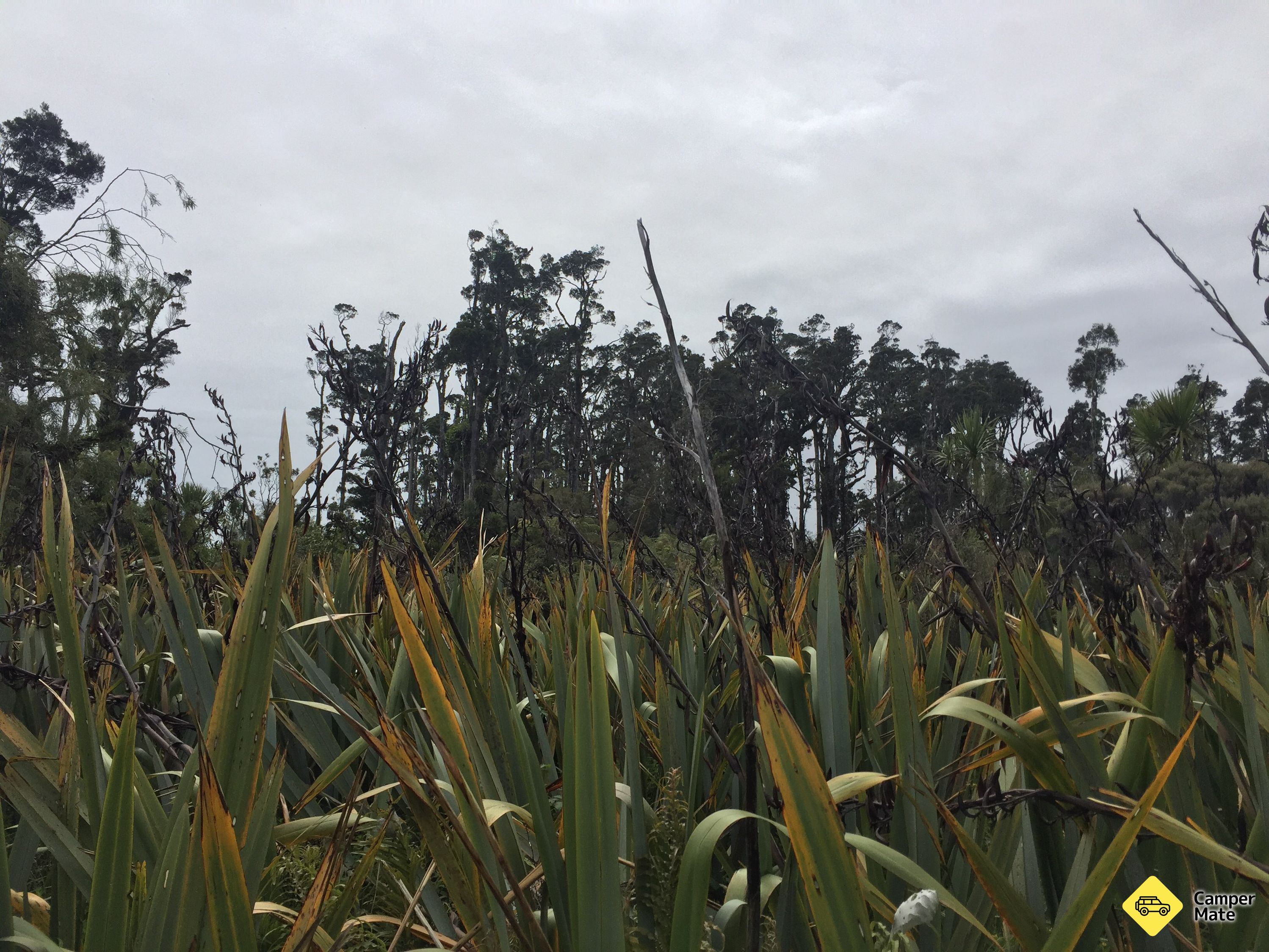 Hapuka Estuary wandelen