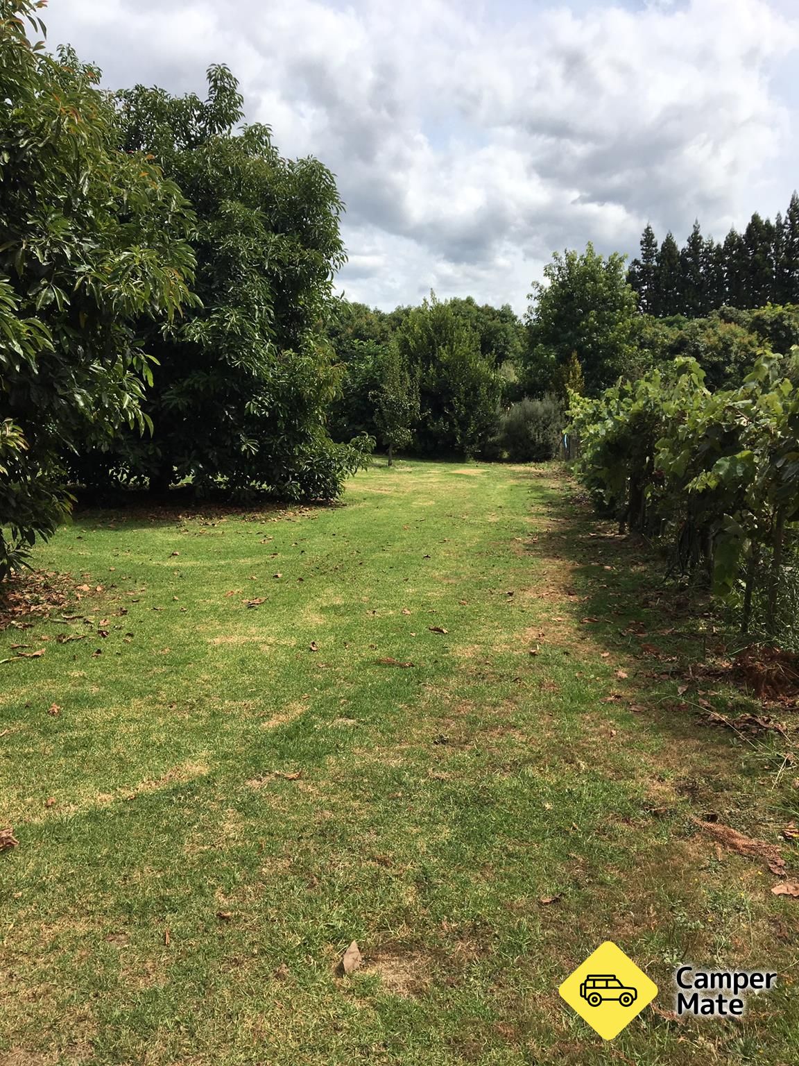 Baybell Orchard Driveway