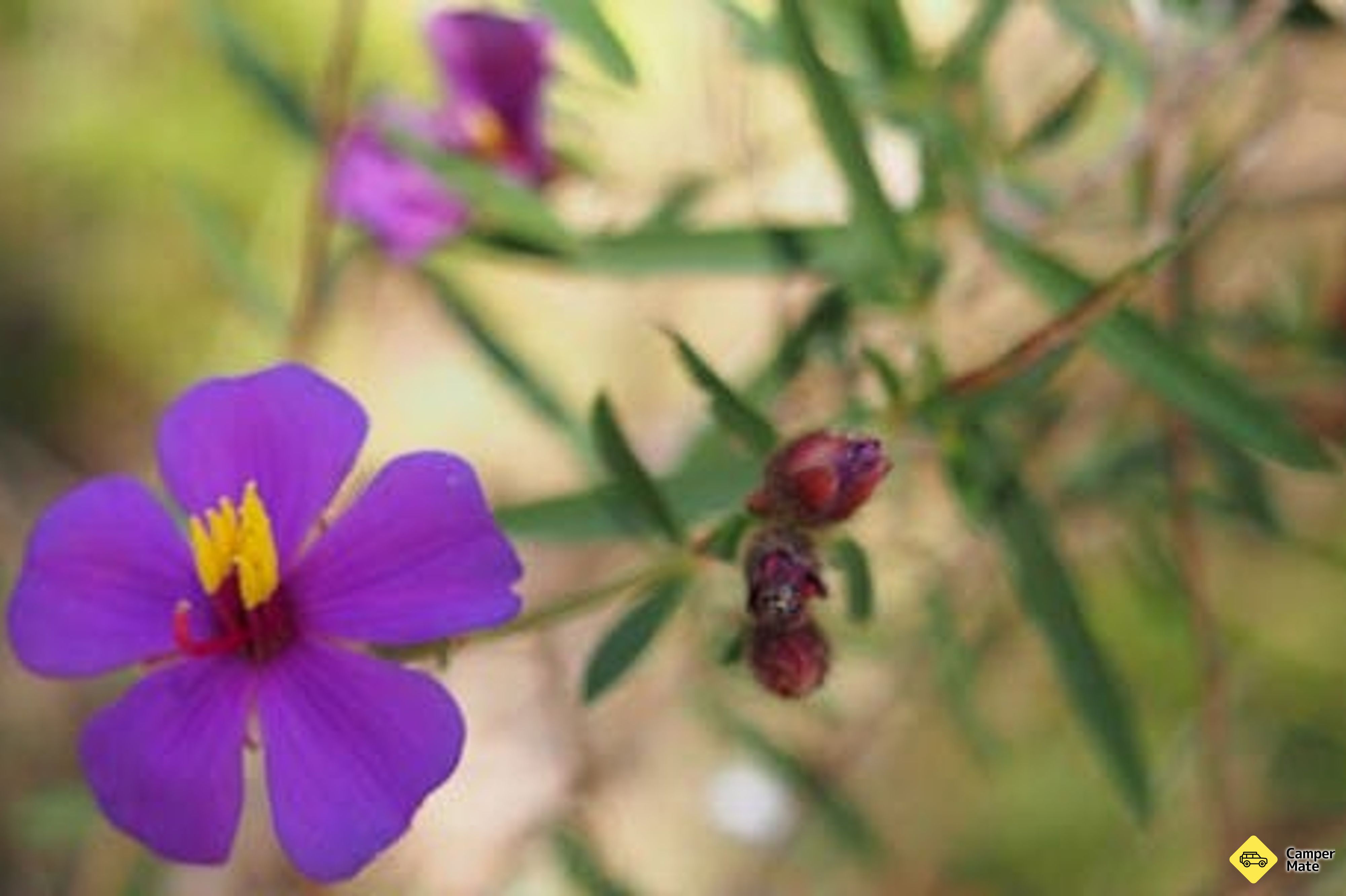 Οδός Umbrawarra Gorge Track - Image 3